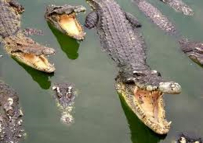 Wild Gators